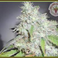 Kali's White Shadow Feminised Seeds