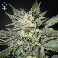 Kingamp39s  Kush  Cbd  Feminised  Cannabis  Seeds  Greenhouse  Seed  Co