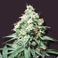Kush Bomb Regular Seeds