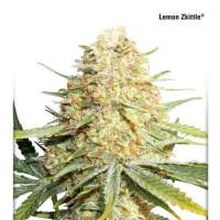 Lemon  Zkittle  Auto  Feminised  Cannabis  Seeds  Dutch  Passion 0