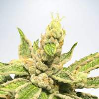 Mamacitas  Cookies  Jpg