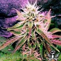 Nirvana  Cannabis  Seeds  Auto  Northern  Lights 0