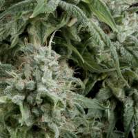 Northern  Lights  Cbd  Auto  Feminised  Cannabis  Seeds  Pyramid  Cannabis  Seeds 0