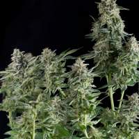 Northern  Lights  Cbd  Feminised  Cannabis  Seeds  Pyramid  Cannabis  Seeds 0
