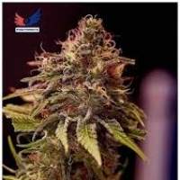 Pinky Blinders Regular Seeds (Limited Edition)
