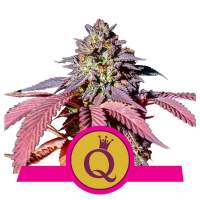 Purple  Queen  Feminised  Cannabis  Seeds  Royal  Queen  Cannabis  Seeds 0