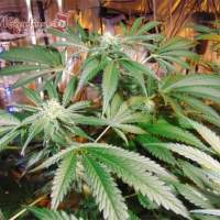 Red Leicester Tease Feminised Seeds