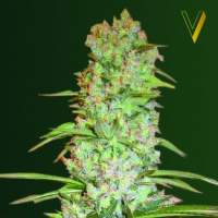 Red Russian XXL Feminised Seeds