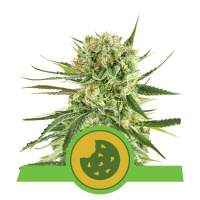 Royal  Cookies  Auto  Feminised  Cannabis  Seeds  Royal  Queen  Cannabis  Seeds 0