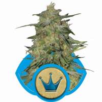 Royal  Highness  Feminised  Cannabis  Seeds  Royal  Queen  Cannabis  Seeds 0