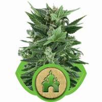 Royal  Kush  Automatic  Feminised  Cannabis  Seeds  Royal  Queen  Cannabis  Seeds 0