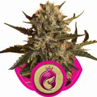 MOTHER GORILLA (FORMERLY ROYAL MADRE) FEMINISED SEEDS