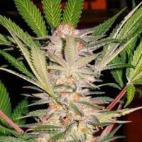 S.A.D. Feminised Seeds