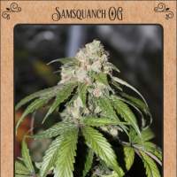 Samsquanch OG Auto Feminised Seeds