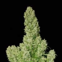 Serious  Cannabis  Seeds  White  Russian  Regular 0
