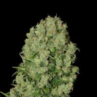 White Russian Feminised Seeds (SERIOUS)