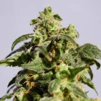 Skunk  Product  Image 107