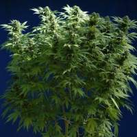 Skunk #1 Regular Seeds