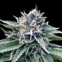 Sorbet #4 Feminised Seeds (Sorbet Collection)