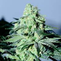 Sour Patch Kiss Feminised Seeds