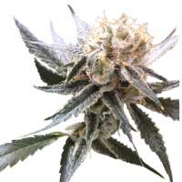 Sour Tangie Feminised Seeds