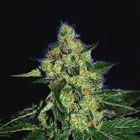 Sugar Mill Feminised Seeds (Gold Collection)