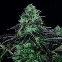 Th  Cannabis  Seeds  Darkstar 1