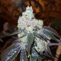 Thin Mint Girl Scout Cookies Feminised Seeds