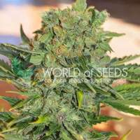 Tonic Ryder CBD Auto Feminised Seeds