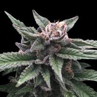 Triple Scoop Feminised Seeds (Sorbet Collection)