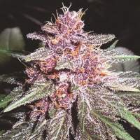 Violeta Regular Seeds