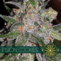 Vision Cookies Feminised Seeds