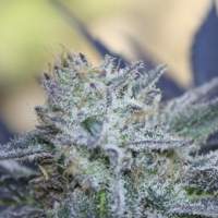 Washing Machine Feminised Seeds