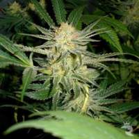 White  Widow  Medical  Cannabis  Seeds  Jpg