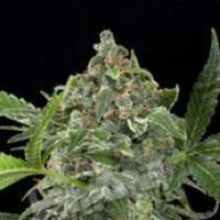 White Cheese Automatic Feminised Seeds