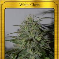 White Chem Auto Feminised Seeds