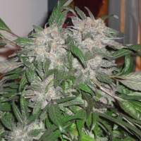 White  Widow  Express  Auto  Feminised  Cannabis  Seeds  Phoenix  Cannabis  Seeds 1