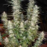 White  Widow  Feminised  Cannabis  Seeds  Phoenix  Cannabis  Seeds 1