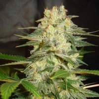 World  Of  Cannabis  Seeds  Afghan  Kush  Ryder 0