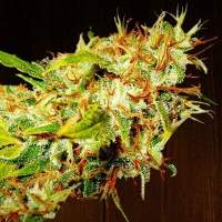 Zamaldelica Feminised Seeds