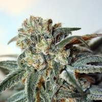Zombie Kush Feminised Seeds