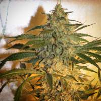 Brooklyn Mango Feminised Seeds