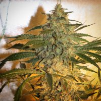 Brooklyn Mango Feminised Seeds