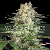 Afghan  Kush  Ryder  Auto  Feminised  Cannabis  Seeds