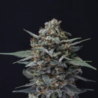 Alien  Snack  Auto  Flowering  Cannabis  Seeds 1