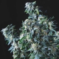 Amnesia  Gold  Regular  Cannabis  Seeds