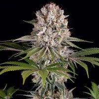 Amnesia Haze Feminised Cannabis Seeds