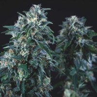 Anubis  Regular  Cannabis  Seeds