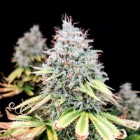 Apple  O G  Feminised  Cannabis  Seeds