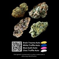 Autoflowering  Cannabis  Seeds  Collection